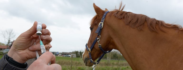 Equine Vaccination Influenza
