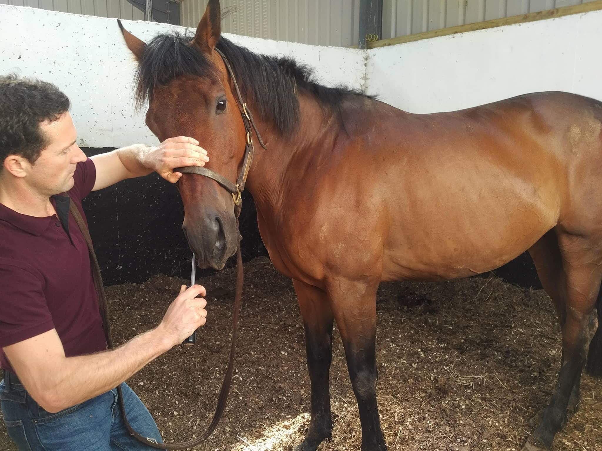 equine-dentistry-your-questions-answered-by-david-sullivan